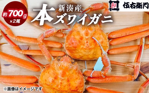 【伍右衛門】新湊産本ズワイガニ約700g×2尾｜海鮮 お祝い 集まり メニュー 冬の味覚 新鮮 国産 富山県産 ※離島への配送不可 ※2025年11月上旬～2026年3月中旬頃 ※発送まで1か月以上かかる場合があります。