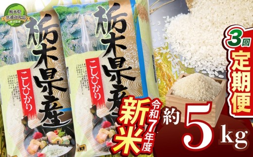 【定期便3回】コシヒカリ 5kg【栃木県共通返礼品】 | 米 こめ コメ kome 白米 精米 お米 こしひかり ｺｼﾋｶﾘ 新米 栃木米 令和7年度米 令和7年度 2025年度米 2025年度 ブランド米 栃木県 特産品 送料無料 栃木県 下野市 しもつけ市 2239979 - 栃木県下野市