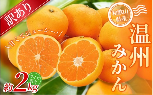 【訳あり】 森本農園の手選別 みかん 約2kg 和歌山県産 2S~2Lサイズ混合 【2025年11月上旬～2026年2月中旬ごろに順次発送】【mrmt008】 2187624 - 和歌山県由良町