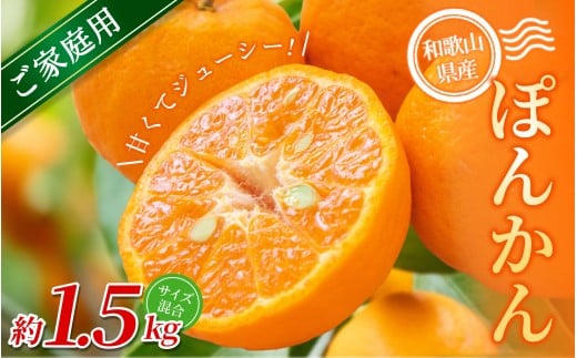 【家庭用】 森本農園の手選別 ポンカン 約1.5kg 和歌山県産 サイズ混合 【2026年1月上旬～2月上旬頃に順次発送】【mrmt011】 2187625 - 和歌山県由良町