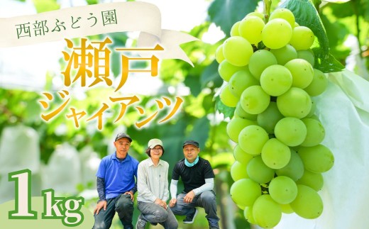 西部ぶどう園 瀬戸ジャイアンツ2房 約1kg｜ぶどう ブドウ マスカット 葡萄 薄皮 皮ごと 甘い フルーツ 果物 （※2025年8月中旬～10月初旬頃に順次発送予定 ※沖縄・離島への配送不可） 2240158 - 広島県竹原市
