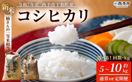 新米 ＜令和7年産 コシヒカリ 約5kg / 約10kg 通常発送 / 3回・6回定期便 西予市宇和町産＞ 白米 精米 楠さんの一等米相当 選べる 定期便 こしひかり お米 コメ こめ 米 ご飯 ごはん 穀物 ライス 愛媛県 西予市【常温】『2025年9月上旬から順次出荷予定』