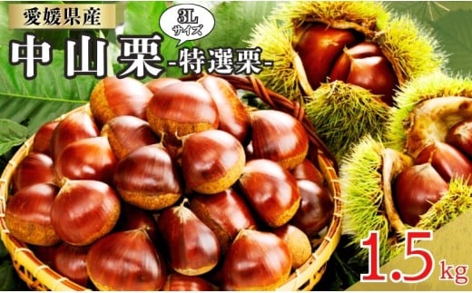 中山栗 特選栗 3Lサイズ 1.5kg 愛媛県ブランド 栗 クリ 冷蔵便 濃厚な甘み ホクホク 焼き栗 栗ごはん 中山町 伊予市 愛媛｜B466
