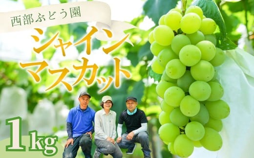 西部ぶどう園 シャインマスカット 2房 約1kg｜ぶどう ブドウ マスカット 葡萄 薄皮 皮ごと 甘い フルーツ 果物 （※2025年8月中旬～10月初旬頃に順次発送予定 ※沖縄・離島への配送不可） 2240157 - 広島県竹原市