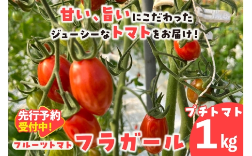 【先行予約】【2025年12月頃から順次発送】フルーツトマト　フラガール1kg（へたなし）　よこた農園　フラガール プチトマト 野菜 トマト 新鮮野菜 太陽の恵み トマト料理 愛知県産 フルーツとまと 甘いトマト お取り寄せ グルメ 常滑市 へたなし