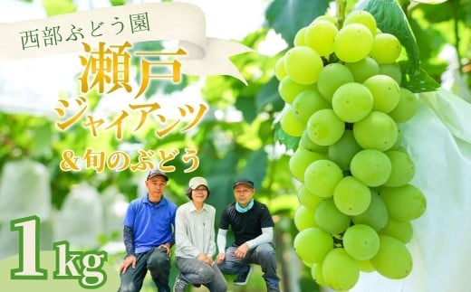 西部ぶどう園 瀬戸ジャイアンツ1房と旬のブドウ1房 計約1.2kg｜ぶどう ブドウ マスカット 葡萄 薄皮 皮ごと 甘い フルーツ 果物 （※2025年8月中旬～10月初旬頃に順次発送予定 ※沖縄・離島への配送不可） 2240160 - 広島県竹原市