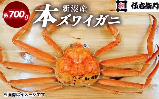 【伍右衛門】新湊産本ズワイガニ約700g｜海の幸 海鮮 お祝い 集まり メニュー 冬の味覚 茹でたて 新鮮 国産 富山県産 ※離島への配送不可 ※2025年11月上旬～2026年3月中旬頃 ※発送まで1か月以上かかる場合があります。