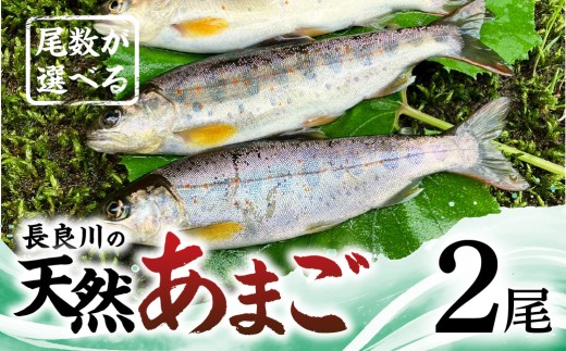 【ふるさと納税】尾数が選べる 郡上産 長良川の天然あまご 2尾 / 食品 魚介類 水産加工品 その他水産物 アマゴ 7000円 G0079b 2239086 - 岐阜県郡上市