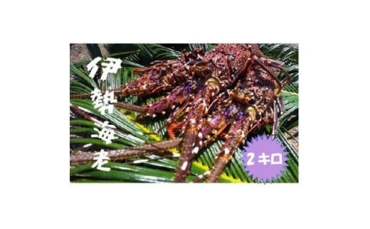 富山さん家の「伊勢海老」約2kg【1656659】