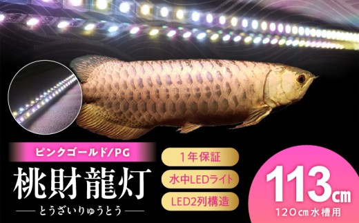 金龍の鱗を美しく照らす!ピンクゴールドの水中アロワナライト|PG120-EX