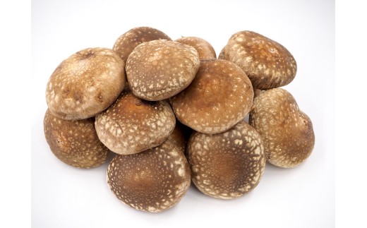 加茂市の生しいたけ 約500g(10〜15個)[11月上旬以降発送]青木農園で栽培された椎茸 きのこ 秋の味覚 加茂市 マルダイ有本商店