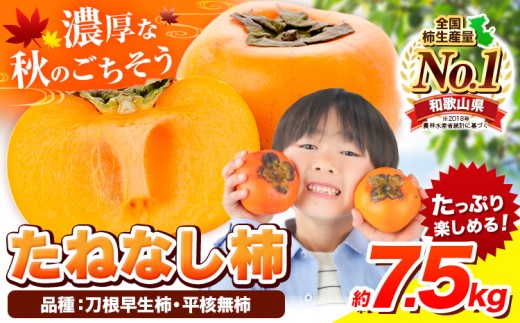 種が無いから食べやすい!柿 たねなし柿(刀根早生柿・平核無柿)約7.5kg(28〜36玉前後)[先行予約] [2025年9月中旬-11月上旬頃出荷] 和歌山県 紀の川市 種なし柿 産地直送 柿 果物 フルーツ 2L〜Mサイズ カキ