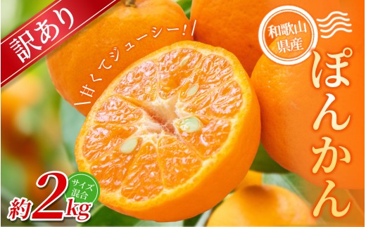 【訳あり】 森本農園の手選別 ポンカン約2kg 和歌山県産 サイズ混合 【2026年1月上旬～2月上旬頃に順次発送】【mrmt013】 2187641 - 和歌山県由良町