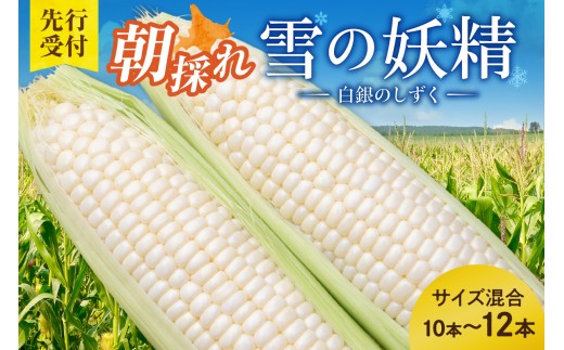 先行受付！【2026年8月頃～発送開始！】北海道十勝清水町産 希少品種！ 白いとうもろこし 雪の妖精 サイズ混合 10～12本 北海道産 2026年 とうもろこし とうきび 産直 産地直送 清水町 北海道 _S021-0017
