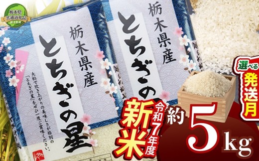 【10月発送】とちぎの星 5kg【栃木県共通返礼品】 | 米 こめ コメ kome 白米 精米 お米 とちぎのほし トチギノホシ ﾄﾁｷﾞﾉﾎｼ 粘り 弾力 冷めても美味しい 丼もの カレー 新米 栃木米 令和7年度米 令和7年度 2025年度米 2025年度 ブランド米 栃木県 特産品 送料無料 栃木県 下野市 しもつけ市