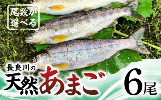 【ふるさと納税】尾数が選べる 郡上産 長良川の天然あまご 6尾 / 食品 魚介類 水産加工品 その他水産物 アマゴ 10000円 G0079c 2239087 - 岐阜県郡上市
