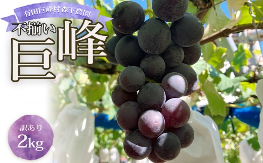 数量限定 訳あり 不揃い 有田産 巨峰 約 2kg 有田 巨峰村 森下農園 ぶどう 送料無料 フルーツ