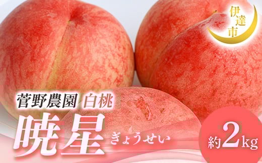 【2026年出荷分先行予約】福島県産 暁星 約2kg (5～9玉) 菅野農園FruitsProvider 贈り物 贈答 ギフト 伊達の桃 桃 フルーツ 果物 もも モモ momo F21C-013 1733726 - 福島県伊達市