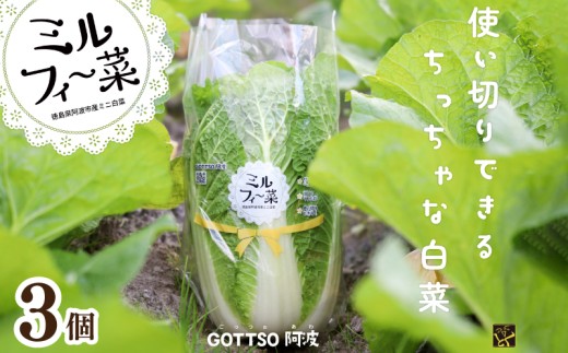 白菜 はくさい ミニ白菜 3個 セット 11月上旬から2月末まで発送 ハクサイ 野菜 葉物野菜 葉物 旬 国産 生食 甘い ヘルシー 漬物 鍋 鍋料理 煮込み料理 徳島 ミルフィ～菜