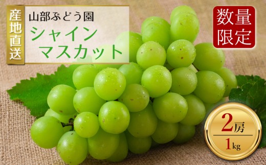 【予約】シャインマスカット 2房（約1㎏） 山部ぶどう園 予約商品 希少 シャインマスカット ぶどう旬 新鮮 期間限定 皮ごと ブドウお取り寄せ　熊本県　阿蘇市 2240047 - 熊本県阿蘇市