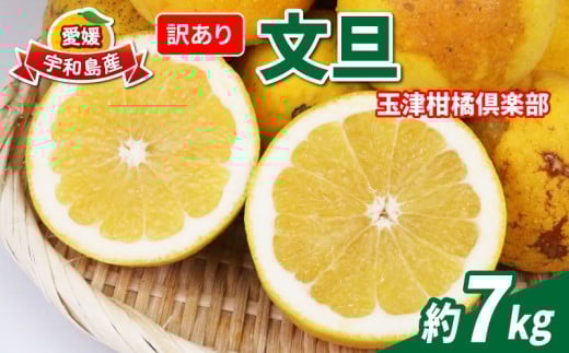 訳あり 文旦 約7kg 玉津柑橘倶楽部 先行予約 サイズ 不揃い ザボン ぶんたん ボンタン 果実 果物 くだもの フルーツ 柑橘 愛媛蜜柑 愛媛みかん 訳アリ わけあり 訳あり品 産地直送 数量限定 国産 愛媛 宇和島 B010-072046 2268668 - 愛媛県宇和島市