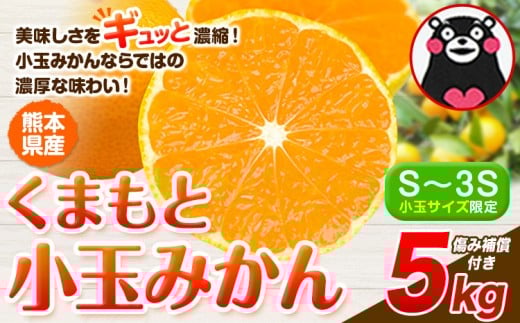 訳あり みかん 小玉みかん くまもと小玉みかん 5kg 秋 旬 不揃い 傷 ご家庭用 SDGs 小玉 たっぷり 熊本県 産 S-3Sサイズ フルーツ 旬 柑橘 熊本県産 温州みかん《1月中旬-2月中旬頃出荷》 1491863 - 熊本県玉東町