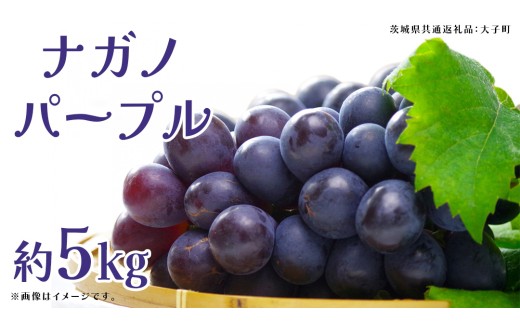 ナガノパープル 約5kg (7～9房)【2025年9月上旬発送開始】(茨城県共通返礼品：大子町) ぶどう 葡萄 ブドウ 果物 フルーツ 果実