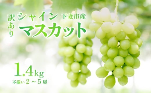 【訳あり】シャインマスカット　約1.4kg（2房～5房）【2025年9月22日から発送開始】【訳あり わけあり 不揃い フルーツ 果物 ぶどう ブドウ 葡萄 シャイン マスカット 茨城県産 甘い 皮ごと ジューシー 種なし デザート 新鮮 人気 おすすめ】[SZR] 1482397 - 茨城県下妻市