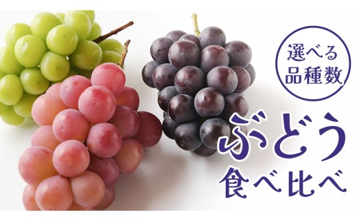 [ 選べる 品種数 ]ぶどう 3〜5品種 食べ比べ [2025年8月上旬発送開始](茨城県共通返礼品:大子町) ブドウ 葡萄 シャインマスカット 巨峰 ピオーネ ゴルビー 我が道 果物 フルーツ 果実