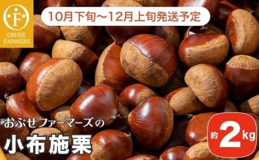 小布施栗 約2kg［おぶせファーマーズ］ 果物 フルーツ 栗 生栗 長野県産 信州産 【2025年10月下旬～2025年12月上旬発送】［F-37］