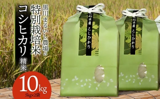 【令和7年産先行予約】 黒川まるいし農場の特別栽培米 コシヒカリ 10kg (5kg×2) 山形県鶴岡市産 K-784 2210875 - 山形県鶴岡市
