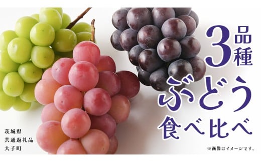 ぶどう ３品種 食べ比べ 【2025年8月上旬発送開始】(茨城県共通返礼品：大子町) ブドウ 葡萄 シャインマスカット 巨峰 ピオーネ ゴルビー 我が道 果物 フルーツ 果実