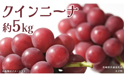 クインニーナ 約5kg (7～9房) 【2025年9月上旬発送開始】(茨城県共通返礼品：大子町) ぶどう 葡萄 ブドウ 果物 フルーツ 果実