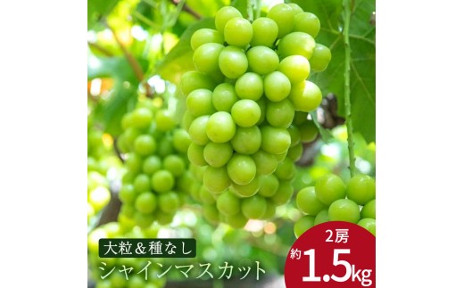 【ふるさと納税】 期間限定 シャインマスカット 期間限定 2房(約1.5kg以上) ぶどう マスカット 旬 糖度 皮ごと 種なし 送料無料 ギフト 贈答用 国産 食品 フルーツ お取り寄せ お取り寄せグルメ