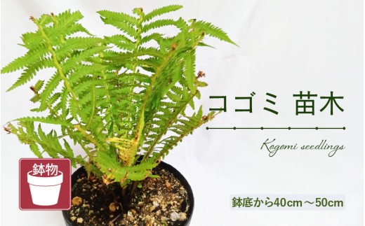 【先行予約】コゴミ苗木 (鉢物) 鉢底から40cm～50cm 【2025年10月上旬以降順次発送予定】【こごみ お花 花 はな フラワー 苗 植物 父の日 母の日 家庭菜園 花壇 プランター ガーデニング観葉植物 園芸 鉢物 】 [m47-a017]