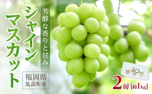 シャインマスカット 約1kg（2房)【数量限定 シャインマスカット ぶどう ブドウ 葡萄 フルーツ 果物 くだもの さっぱり上品 人気 2房 先行予約 ギフト 贈答用 プレゼント 贈り物】