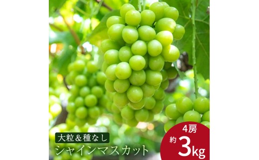【ふるさと納税】 期間限定 シャインマスカット 期間限定 4房(約3kg) ぶどう マスカット 旬 糖度 皮ごと 種なし 送料無料 ギフト 贈答用 国産 食品 フルーツ お取り寄せ お取り寄せグルメ