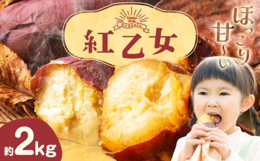 さつまいも 芋 紅乙女 ベニオトメ 約2kg Yataka farm《10月上旬-1月末頃出荷》岡山県 矢掛町 送料無料 野菜 いも サツマイモ 紅おとめ お取り寄せ 2242977 - 岡山県矢掛町
