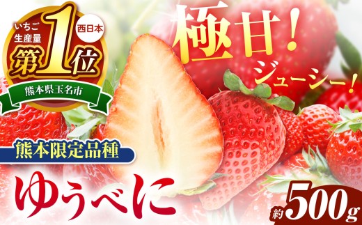 熊本限定品種 ゆうべに 約 500g | フルーツ 果物 くだもの 苺 いちご 熊本県 玉名市