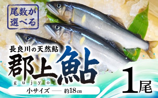 [尾数が選べる]郡上鮎 長良川の天然鮎 小サイズ(約18cm) 1尾 / 食品 魚介類 水産加工品 その他水産物 鮎 アユ 5000円 G0075a