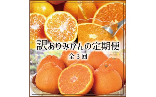 【3か月定期便】訳ありみかんの定期便 / 温州みかん 不知火 清見オレンジ 定期便 果物 柑橘 由良町 フルーツ くだもの 産地直送 ミカン 和歌山【tkb113】 2242357 - 和歌山県由良町