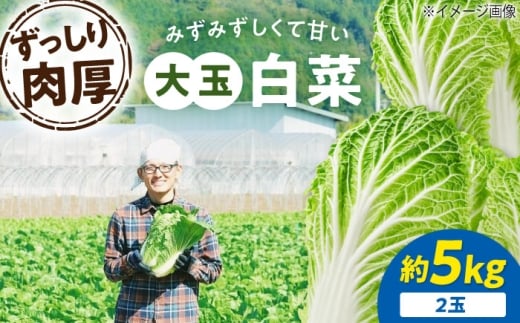 【先行予約】　【11月下旬から順次発送】 白菜 3Lサイズ×2玉（約5kg） 愛媛県大洲市/ふじた農園 [AGDH007] 白菜 はくさい ハクサイ 野菜 やさい 新鮮 新鮮野菜 愛媛県産 大洲市産 産地直送 おすすめ 人気 お取り寄せ 送料無料 贈答 ギフト 2242614 - 愛媛県大洲市