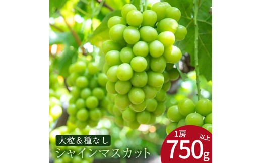 [ふるさと納税] 期間限定 シャインマスカット 期間限定 1房(750g以上) ぶどう マスカット 旬 糖度 皮ごと 種なし 送料無料 ギフト 贈答用 国産 食品 フルーツ お取り寄せ お取り寄せグルメ