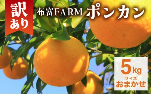 [先行予約]訳ありポンカン サイズおまかせ 5kg