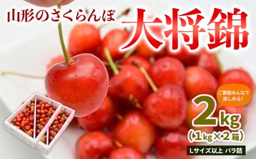 [ご家庭みんなで楽しめる!2kg]山形のさくらんぼ 大将錦 2kg Lサイズ以上 バラ詰(1kg×2箱) [令和8年産先行予約]FS25-008