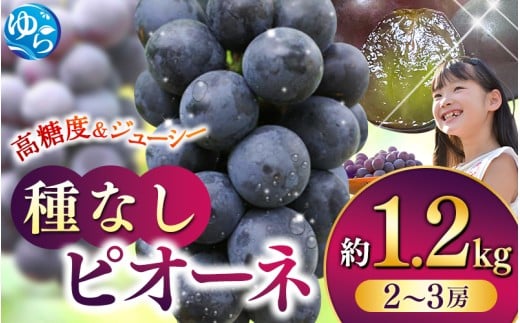 [2025年産 配送開始!]和歌山かつらぎ町産たねなしピオーネ約1.2kg★2025年8月中旬頃より順次発送 / ピオーネ ぶどう 葡萄 和歌山 由良 旬 甘い 種なし 高級 大粒[tec951A]