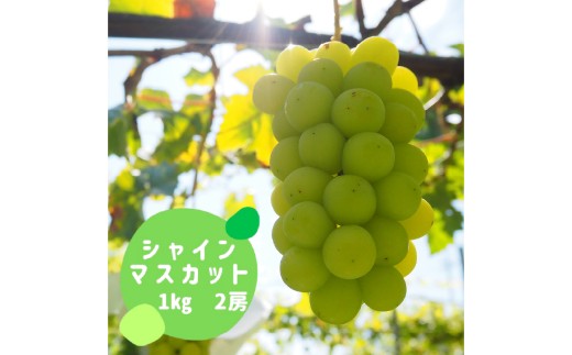 クール便で発送 シャインマスカット 1kg箱 2房 AL