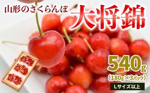 山形のさくらんぼ 大将錦 540g Lサイズ以上 (180g×3パック) 【令和8年産先行予約】FS25-017