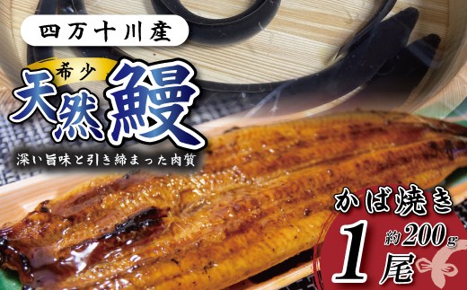 希少 四万十川産＜天然うなぎ＞蒲焼 1尾（約200ｇ） 天然うなぎ 天然 四万十川 希少 鰻 ウナギ うなぎ お取り寄せ グルメ きざみ お楽しみ おいしい ギフト 食べ物 食品 おかず 国産鰻 蒲焼 うなぎ蒲焼 ウナギ蒲焼 鰻蒲焼 冷凍 国産 高知 高知県 四万十 四万十市 25-97