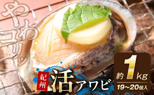 YG1005_ 紀州 活アワビ 内容量 約 1000g アワビ やわコリ食感 鮮度 抜群 貝の王様 肉厚 絶品珍味 国産 冷蔵 さしみ 肝醤油 串揚げ ステーキ 天ぷら 照り焼き 蒸し料理 コリコリ感 やわらか食感 お取り寄せ 和歌山県 湯浅町 送料無料
